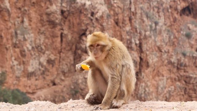 MOROCCO TRAVEL (2023) | 10 Beautiful Places To Visit In Morocco (+ Itinerary Suggestions) смотреть онлайн