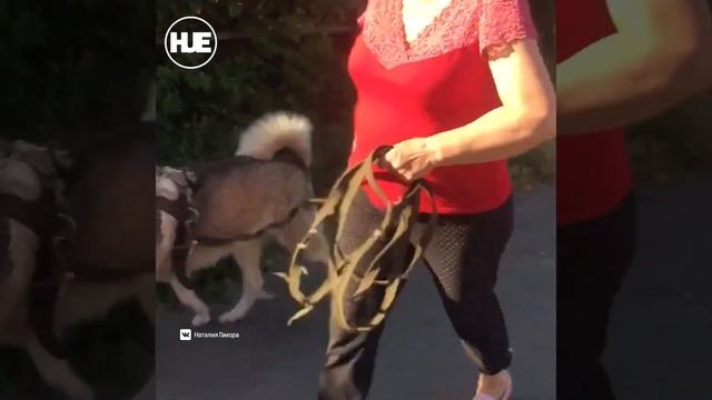 В Орле с подачи хозяйки собака загрызла котёнка смотреть онлайн