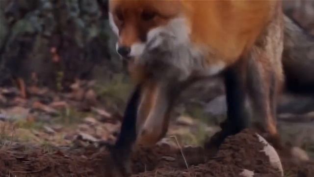 узнаем про жизнь животных лемур, лиса и волк смотреть онлайн