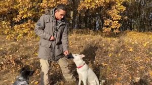 Как приучить собаку к наморднику