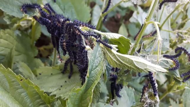 Гусеницы на крапиве. Беларусь. смотреть онлайн
