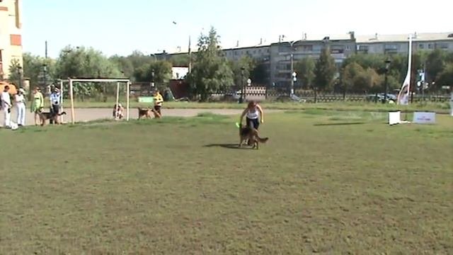 Фрисби / Frisbee german shepherd