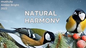 Красивая музыка. Зимние лесные птицы. "Natural Harmony" by Amber Bright 2023.