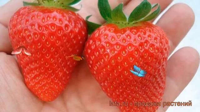 Земляника садовая Фурор (fragaria) ? земляника Фурор обзор: как сажать рассада земляники Фурор смотреть онлайн
