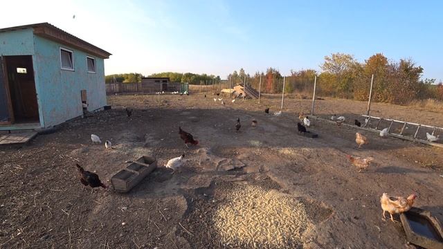 Бизнес в деревне.  Сколько я заработал на курах?