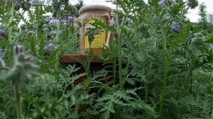 Мед 2022 цветущая фацелия