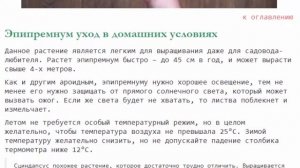 Эпипремнум уход в домашних условиях полив и размножение