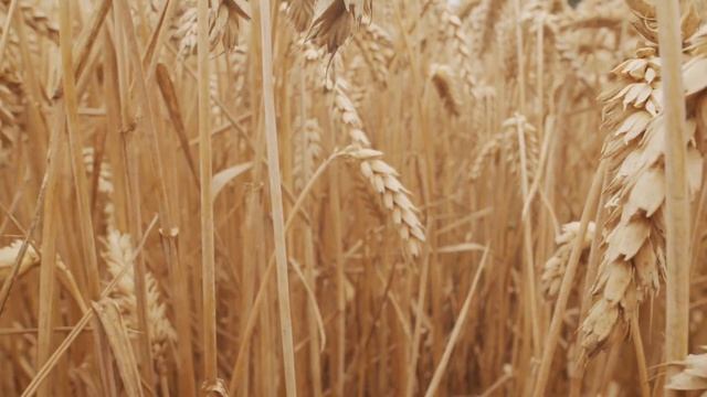 ПТАХОМ В НЕБО ЗЛІТАЮ смотреть онлайн