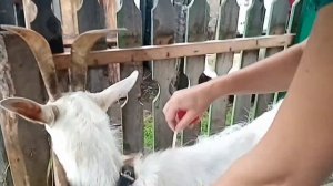 Как взвесить коз и козлят БЕЗ весов!