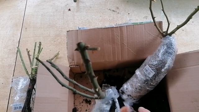?Ужасные саженцы роз из питомника 