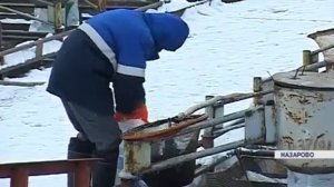Рыбное хозяйство в Назаровском районе разводит на продажу необычные породы рыб