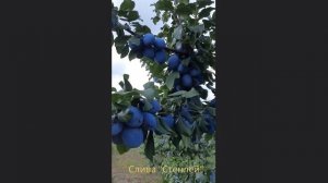 Слива " Стенлей "