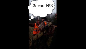 Загонная охота Владимирская область