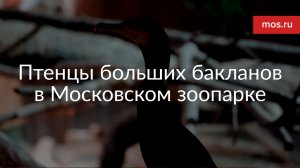 В Московском зоопарке на свет появились птенцы редких больших бакланов