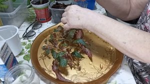 Сибирь. Бегония дала корешки в воде. Временная посадка Бегонии в стограммовые стаканчики.