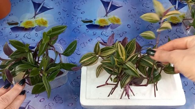 Отдельно!?Теперь ТРАДЕСКАНЦИЮ сажаю только так?Rainbow hill?Радужный холм?Размножение?Черенки?Грунт смотреть онлайн