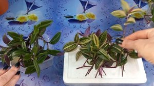 Отдельно!?Теперь ТРАДЕСКАНЦИЮ сажаю только так?Rainbow hill?Радужный холм?Размножение?Черенки?Грунт