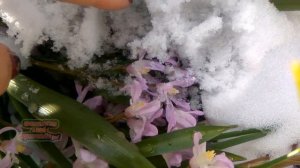 ХИНОДОКСА и аномалия природы в марте 2020 #луковичныерастения