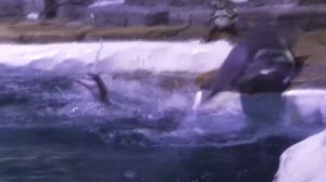 СКОЛЬКО СТОИТ ПИНГВИН?