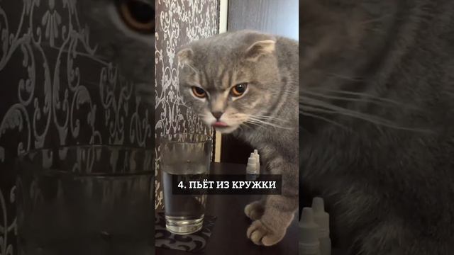 Забавные кошачьи привычки смотреть онлайн