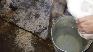 Сколько весят голштинские бычки в 4 месяца. Замер бычков. Советуем его посмотреть.