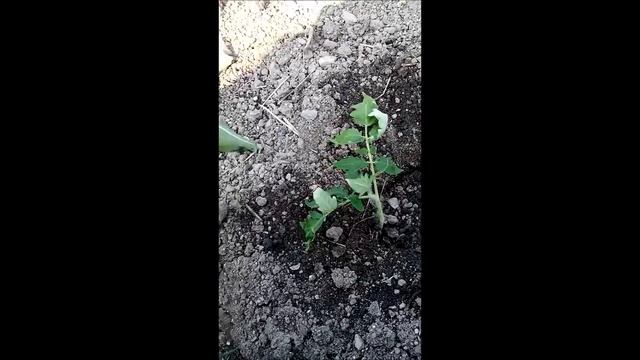 Сажаю помидоры под лом смотреть онлайн