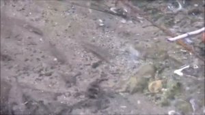 Что за рыба живёт в луже?!  Рыбалка за домом...