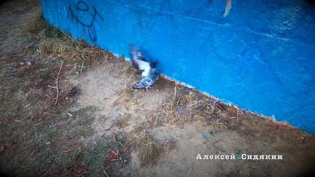 Как всегда быть молодым и здоровым? Спорт каждый день! смотреть онлайн