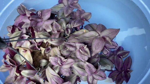 Поливаю свои традесканции только так! #tradescantia смотреть онлайн