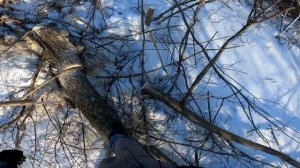 как заработать.Продал клён на дрова.Весь процесс заготовки