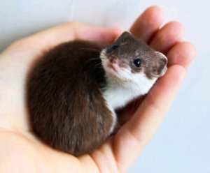 Ласка