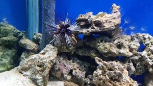 Выставка рыб "Подводный мир"