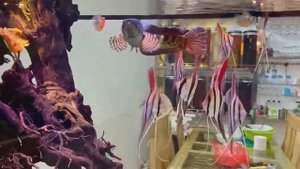 Змееголов в аквариуме с Альтумами от Đặng Đình Đức