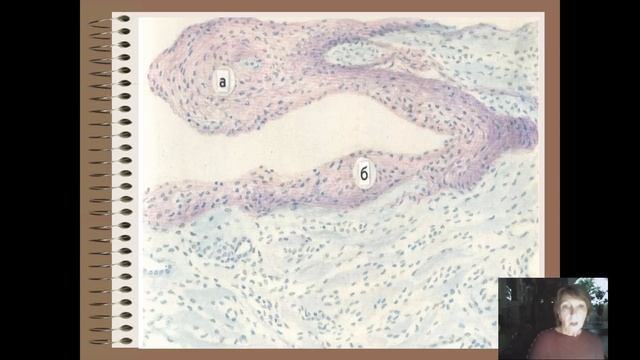 Лекция № 1 для студентов 3 курса лечебного, педиатрического факультетов и МПД смотреть онлайн