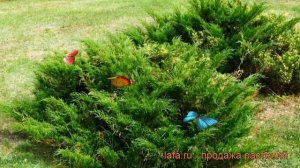 Можжевельник казацкий (juniperus sabina) ? можжевельник обзор: как сажать саженцы можжевельника