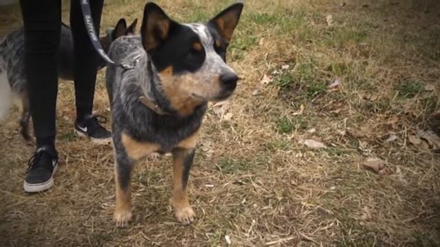 За кинологията с д-р Кънев: Американската акита, автор: Христо Кънев смотреть онлайн