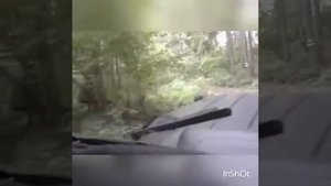 Лес вл 30 уаз