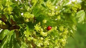 Весна торжествует. Цветущий клен/Spring triumphs. Blossom maple