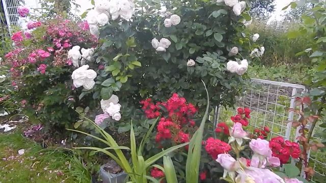 Цветение роз Bouquet parfait и Sibelius в саду 2020.Мускусные гибриды Ленса. смотреть онлайн