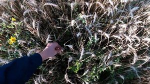 Новая культура для хозяйства. яровая пшеница сорт Грани