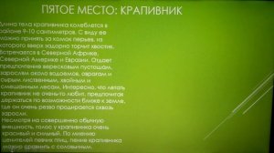 ПРЕЗЕНТАЦИЯ НА ТЕМУ "САМЫЕ МАЛЕНЬКИЕ ПТИЦЫ В МИРЕ ТОП 10"