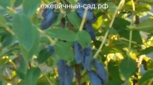 Канадская жимолость Бореал Бист.