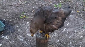 Ястреб канюк переленял , буду выпускать ??? Пьют  ли воду хищные птицы ??? ???