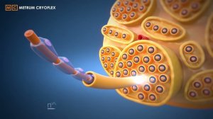 ЛЕЧЕНИЕ ПРЕЖДЕВРЕМЕННОЙ ЭЯКУЛЯЦИИ, ИЛИ КАК ПРОДЛИТЬ ПОЛОВОЙ АКТ