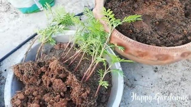 Growing Marigold Inca I Tagetes erecta I African Marigold смотреть онлайн