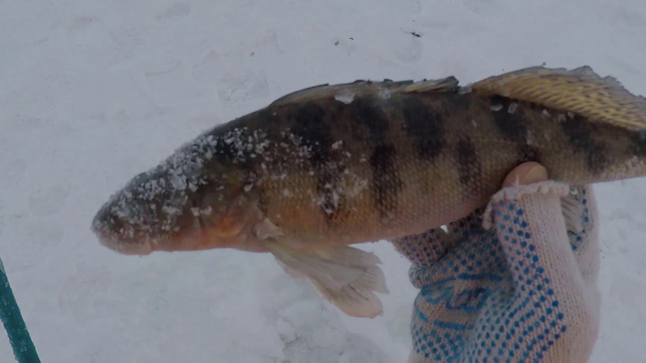 ЛОВЛЯ БЕРША НА ВОЛГЕ|ЗИМНЯЯ РЫБАЛКА|АДМИРАЛ+ТЮЛЬКА=БЕРШ|ЛУЧШЕ ТАК,ЧЕМ НИЧЕГО! смотреть онлайн