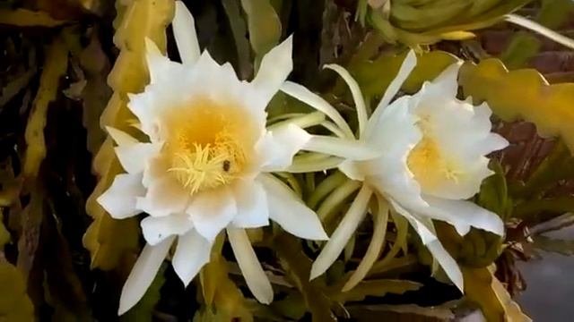 Hylocereus Undatus