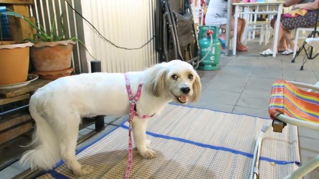 САША ПОДКАБЛУЧНИК, СВЕТА БЕЗ ПЕРСПЕКТИВ, ПОДПИСЧИКИ ❤ смотреть онлайн