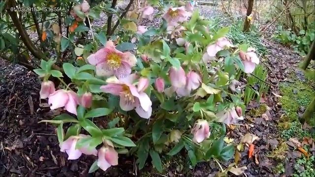 February Plants: Helleborus orientalis смотреть онлайн