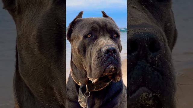 Cane Corso серый Кане Корсо Семен Семеныч на корм Семену  5570000063226772 #cors #canecorso #maloss